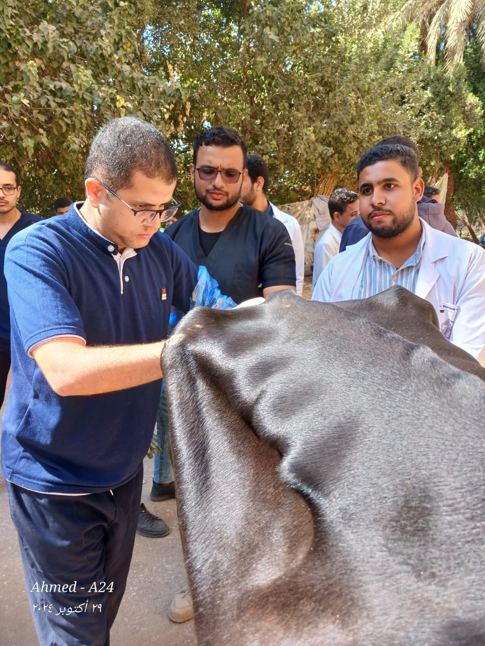 جامعة سوهاج تواصل إطلاق قوافلها البيطرية المجانية لقرية سفلاق