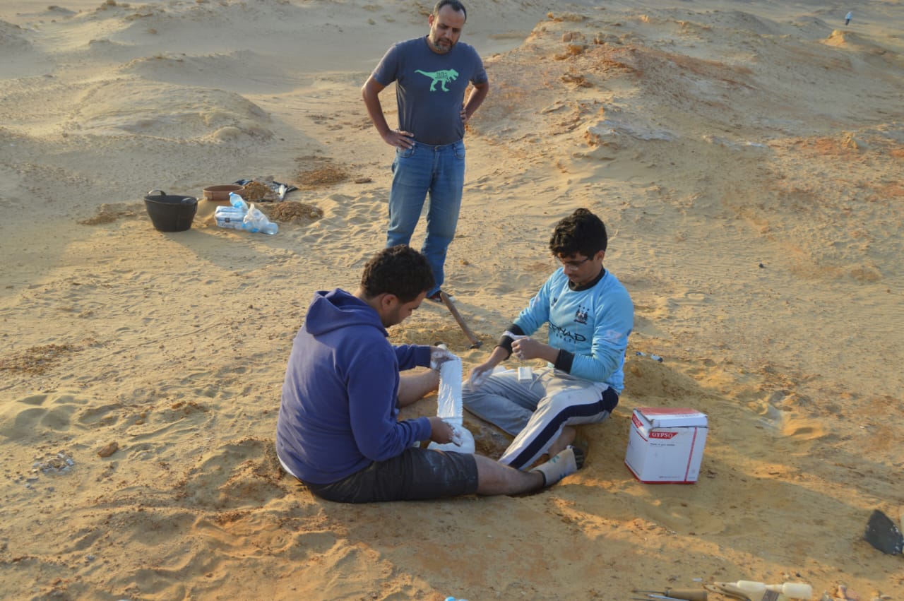 الكشف عن جنس جديد من الثدييات المفترسة