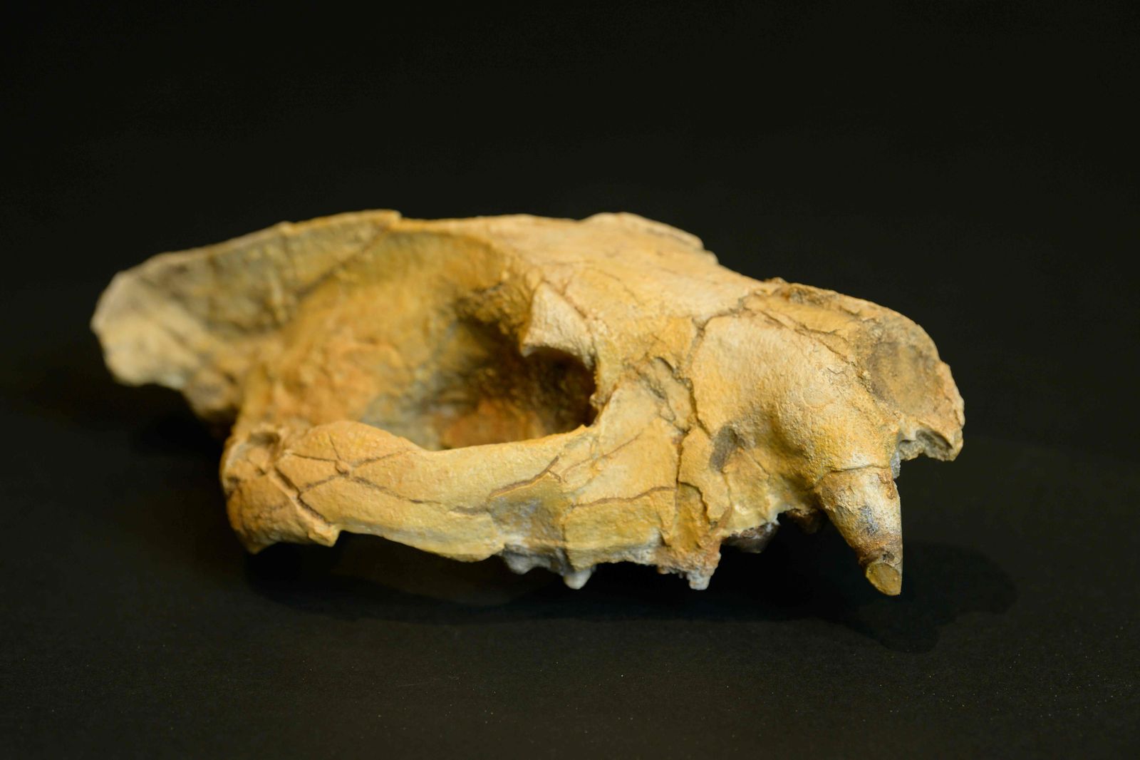 فريق بالجامعة الأمريكية يكتشف جمجمة لأكل لحوم من الثتدييات المفترسة