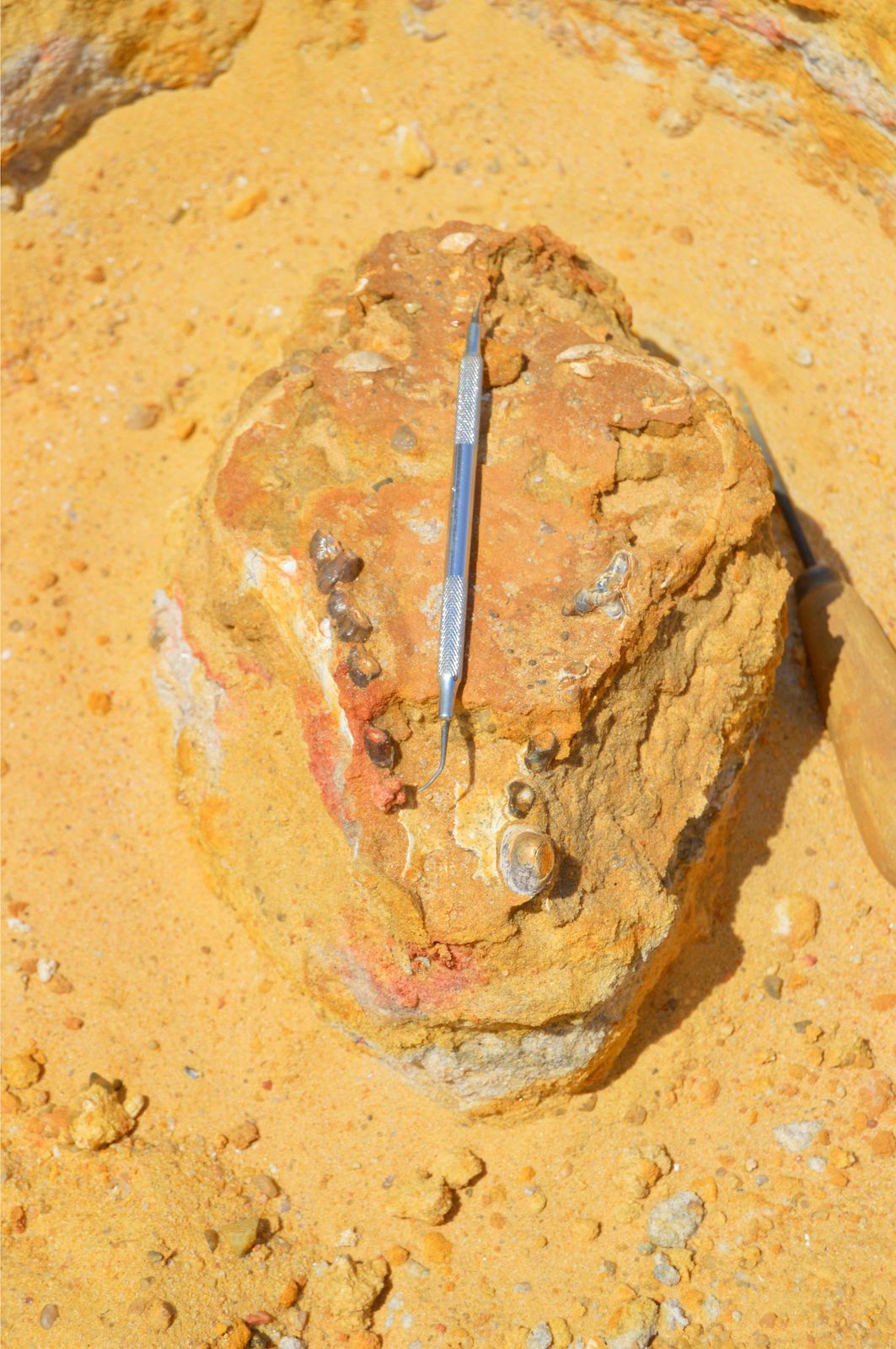 فريق بالجامعة الأمريكية يكتشف جمجمة لأكل لحوم من الثتدييات المفترسة