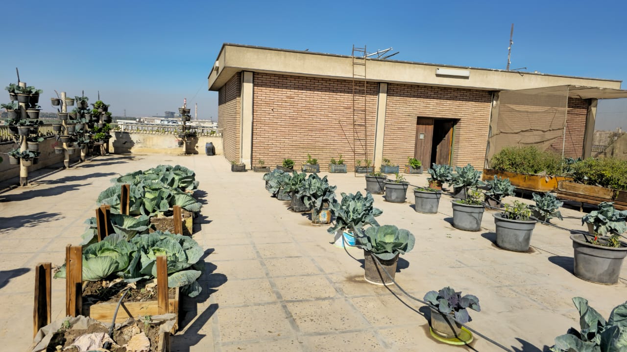 جامعة أسيوط تُطلق مبادرة لزراعة الأسطح دعمًا للاستدامة