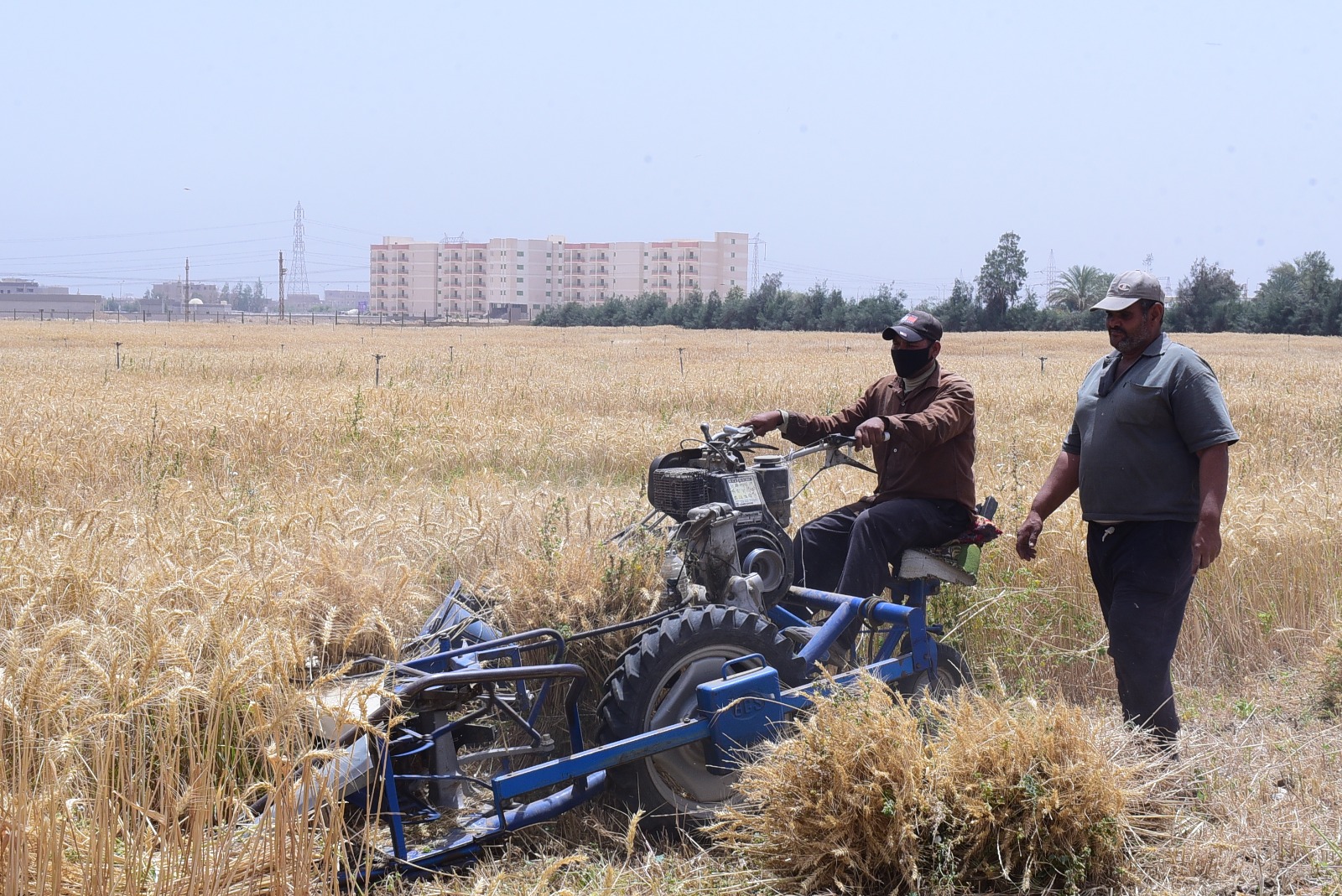 جامعة سوهاج تبدأ حصاد تقاوي القمح بمزرعتها التدريبية