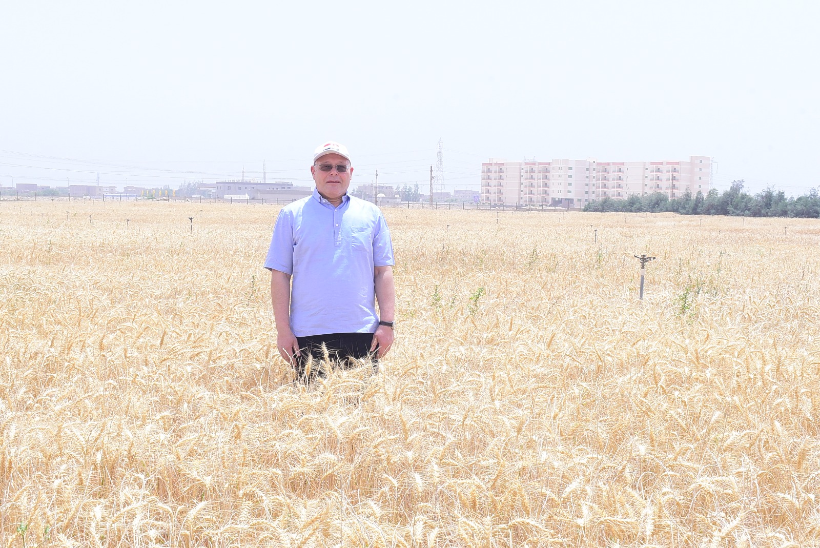 جامعة سوهاج تبدأ حصاد تقاوي القمح بمزرعتها التدريبية