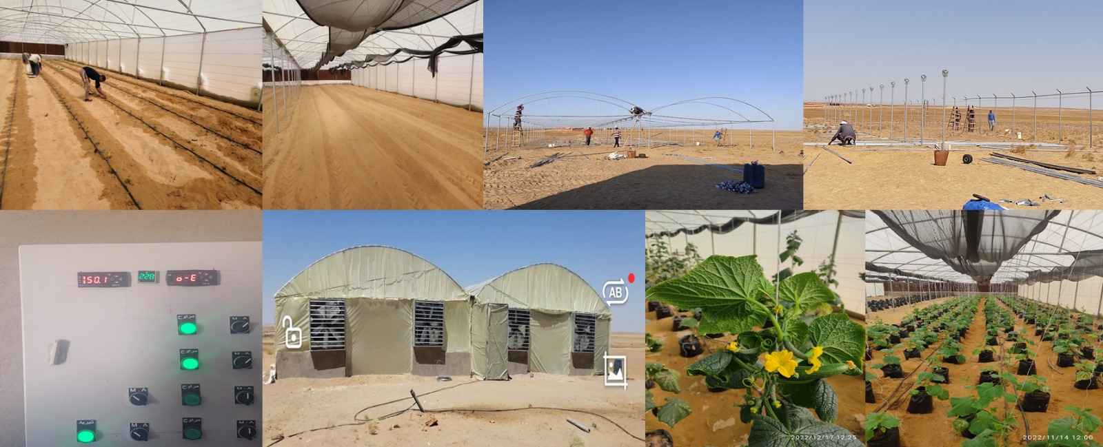 مشروع مزرعة المغرة الذكية بالصحراء يحقق الأمن الغذائي وفقًا لرؤية مصر 2030