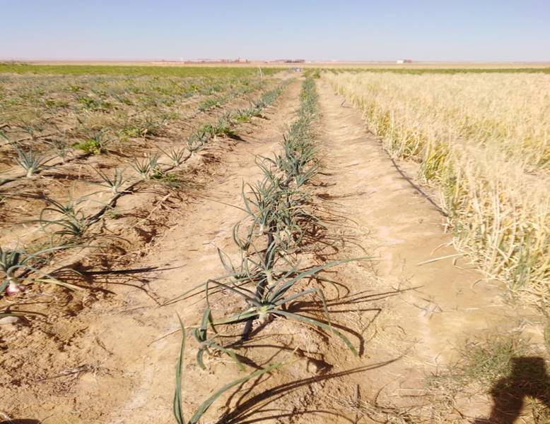 مشروع مزرعة المغرة الذكية بالصحراء يحقق الأمن الغذائي وفقًا لرؤية مصر 2030