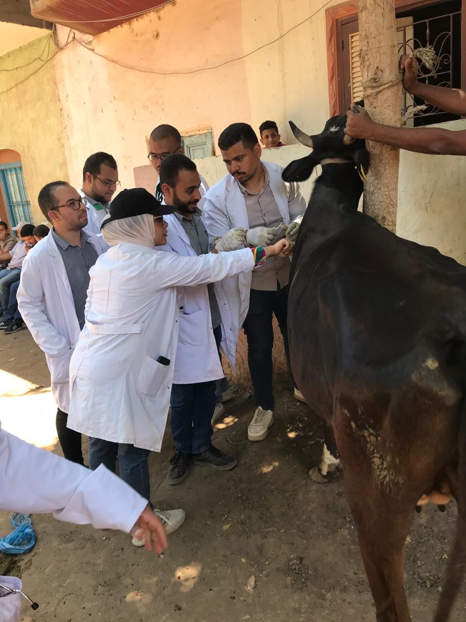 قافلة بيطرية مجانية بقرية تونس من جامعة سوهاج