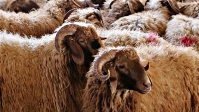 تعرف على الشروط الواجب توافرها عند شراء الأضحية 