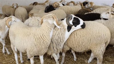 تحذيرات شديدة اللهجة الى جميع المواطنين بشأن تناول المخ والكبدة والكلاوي والمخاصي