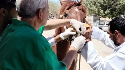 بيطري مطروح تنظم قافلة مجانية بقري البنجر