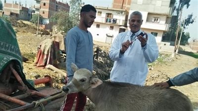 أخبار الجامعات.. جامعة الزقازيق تعلن عن توجه قافلة بيطرية في مركز الزقازيق بالشرقية