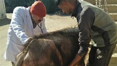 كلية الطب البيطرى جامعة الزقازيق توجه قافلة في محافظة الشرقية