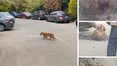 مشهور..بعد واقعة أسد التجمع..نريد رقابة صارمة على اقنتاء الحيوانات الشرسة  