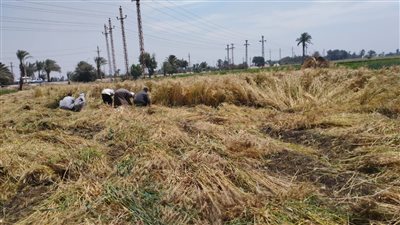 بدء حصاد القمح| 