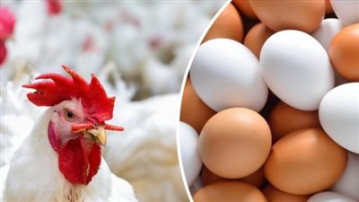  ارتفاع أسعار الفراخ البيضاء اليوم الثلاثاء بمحلات الدواجن.. والكيلو يسجل 220 جنيهًا