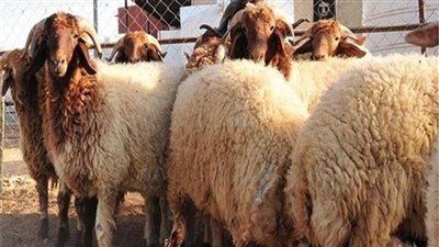 كم سعر خروف العيد في مصر؟ تعرف على قائمة أسعار الأضاحي 2024 تخفيضات 20% قبل عيد الأضحى