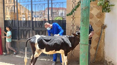 علاج ١٣٣٣٥ حالة مرضية إجمالي ٢٣ قافلة طبية وبيطرية أطلقتها جامعة سوهاج 