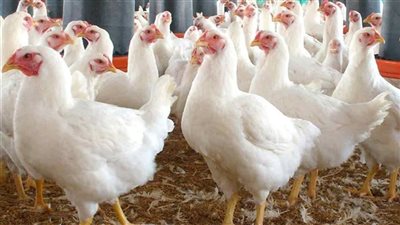 استقرار أسعار الدواجن اليوم الأربعاء 10 ديسمبر 2025 في مصر