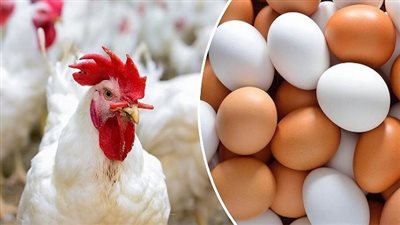 أسعار الدواجن اليوم الأحد 20 أكتوبر 2024.. تعرف عليها 