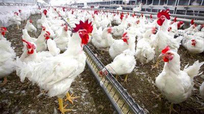 أسعار الفراخ البيضاء اليوم السبت كيلو البانيه الطازج يسجل 326 جنيهًا 