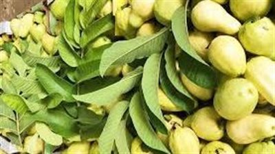 مقترحات بتصدير الجوافة المصرية لفرنسا لتعظيم موارد الدولة من النقد الاجنبى