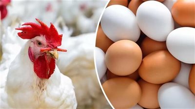  أسعار الدواجن اليوم الأحد 8 ديسمبر 2024.. زيادة من جديد