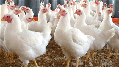 ارتفاع أسعار الدواجن والبيض اليوم في مصر وتحركات السوق