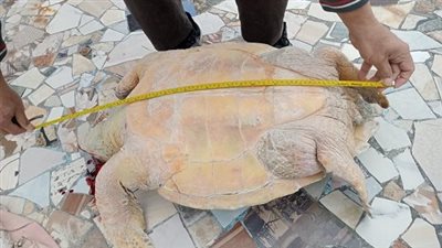التعليم العالي: اكتشاف سلحفاة بحرية أنثى نافقة بشاطئ النخيل وتحنيطها بمتحف الإسكندرية