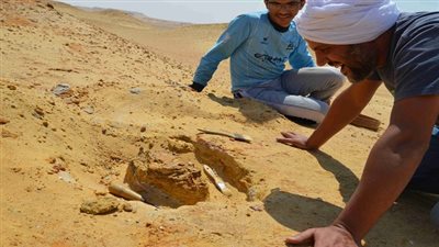 فريق بالجامعة الأمريكية يكتشف جمجمة لأكل لحوم من الثدييات المفترسة عاشت فى مصر قبل 30 مليون عاما