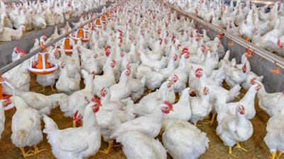 تراجع أسعار الفراخ البيضاء اليوم الجمعة 10 أبريل 2026.. الكيلو يسجل 140 جنيهًا 