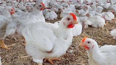 تراجع طفيف في أسعار الفراخ البيضاء اليوم الجمعة.. 2 كيلو بانية 420 جنيها 