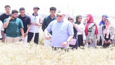 جامعة سوهاج تبدأ حصاد تقاوي القمح بمزرعتها التدريبية