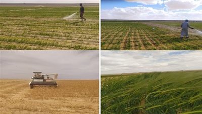 مشروع مزرعة المغرة الذكية بالصحراء يحقق الأمن الغذائي وفقًا لرؤية مصر 2030