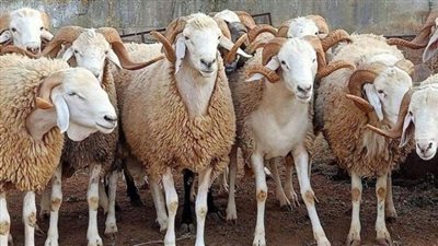 شوادر أضاحي وزارة التموين.. اعرف أماكن بيع الخراف