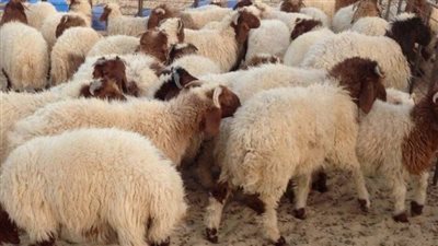 محافظ القاهرة يحذر من ذبح الأضاحي في الشارع: الغرامة تصل لـ 10 آلاف جنيه