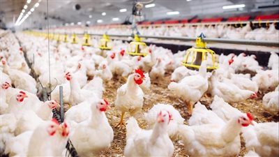 تراجع أسعار الفراخ البيضاء اليوم السبت.. وكيلو الرومي يسجل 400 جنيها