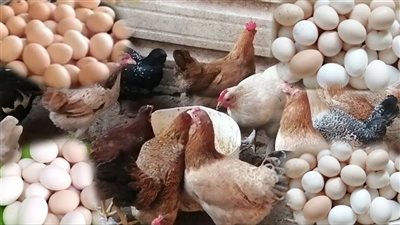 أسعار الفراخ البيضاء اليوم الخميس 16 أبريل 2026.. 2 كيلو أوراك و2 كيلو بانيه بسعر 930 جنيهًا