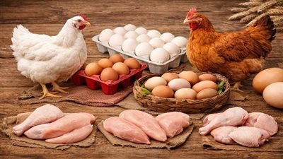 أسعار الفراخ البيضاء اليوم الثلاثاء 14 أبريل 2026.. 2 كيلو وراك و2 كيلو بانيه بسعر 660 جنيهًا