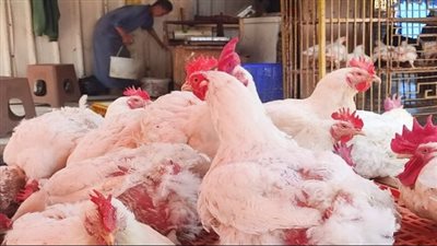 أسعار الفراخ البيضاء اليوم تسجل زيادة 3 جنيهات للكيلو.. والبانيه يصل إلى 326 جنيهًا