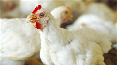  أسعار الفراخ والبيض اليوم الخميس بمحلات الدواجن.. الكيلو يسجل 255 جنيهًا