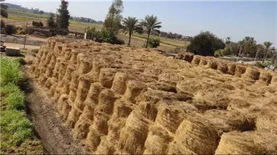 سعر طن الأرز الشعير اليوم في مصر 2026 واستقرار الأسواق