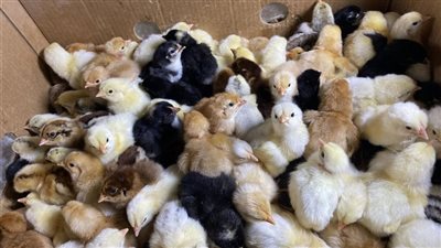 أسعار الكتاكيت اليوم 2026.. ارتفاع مفاجئ يربك المربين