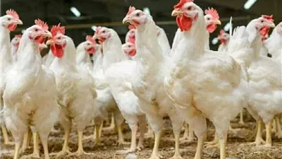 أسعار الفراخ البيضاء اليوم.. مفاجآت جديدة في بورصة الدواجن