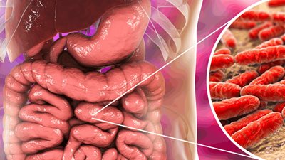 6 خطوات ذهبية لتعزيز بكتيريا الأمعاء النافعة وحماية جهازك الهضمي