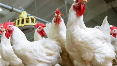 ارتفاع أسعار الفراخ البيضاء اليوم الثلاثاء 7 أبريل 2026 في الأسواق والبورصة