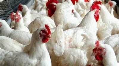 أسعار الفراخ اليوم تواصل الهبوط والبانية يكسر حاجز الـ 200 جنيه 