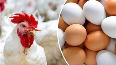 استقرار في الأسواق.. أسعار الفراخ اليوم الجمعة 10 أبريل 2026