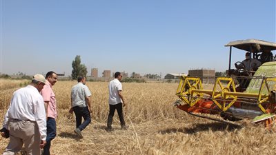حصاد القمح بسوهاج