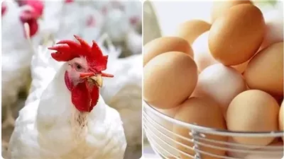استقرار أسعار الفراخ البيضاء والبلدي ومختلف أعضاء الطيور في الأسواق المصرية